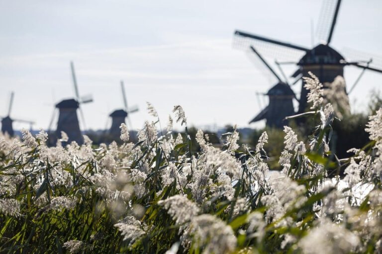From Rotterdam: Kinderdijk, Delft & The Hague Private Tour