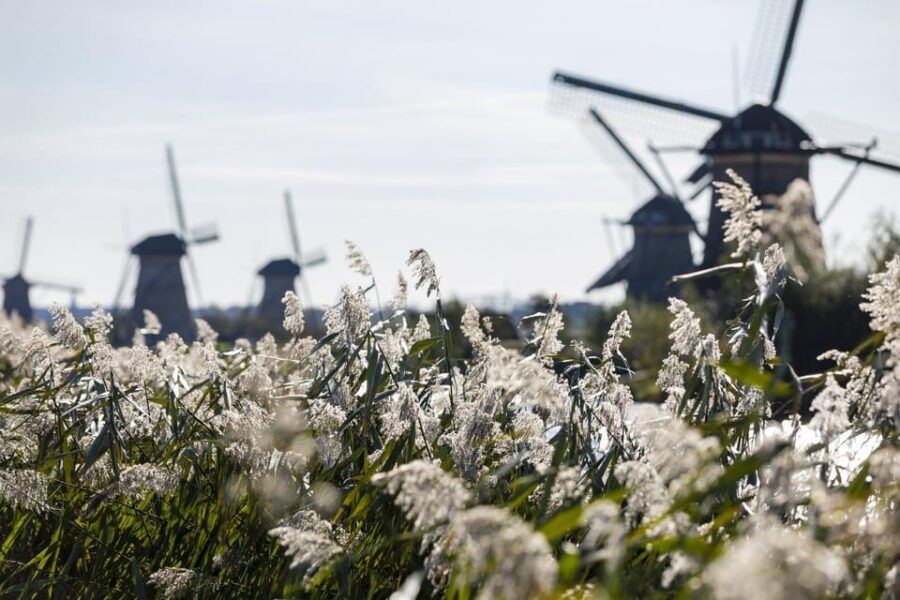 From Rotterdam: Kinderdijk, Delft & The Hague Private Tour - The Experience: In-Depth Overview of What You Can Expect