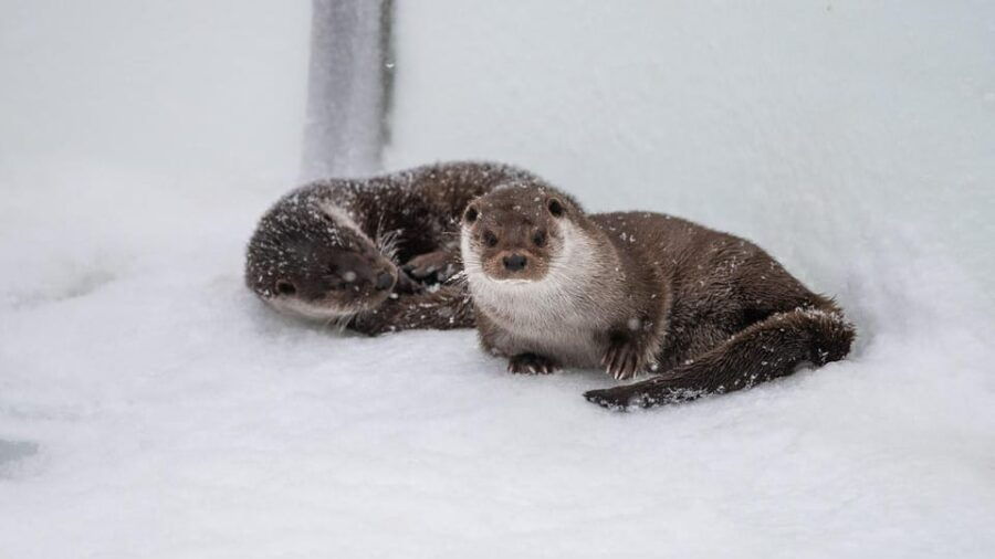 From Rovaniemi: Tour to Ranua Wildlife Park - An In-Depth Look at the Ranua Wildlife Park Tour