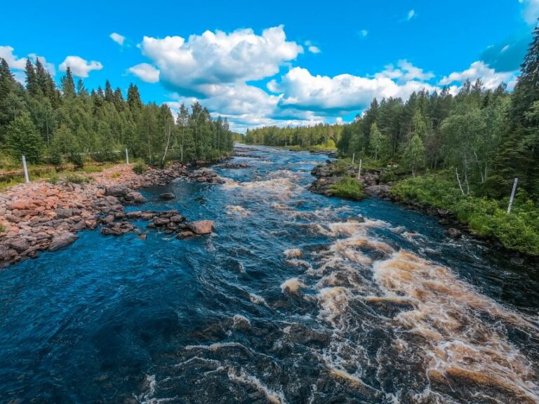 From Rovaniemi: Vikaköngäs Forest Hiking Tour