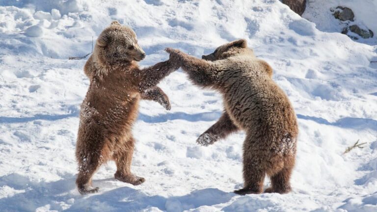 From Rovaniemi: Visit Wildlife Park in Ranua