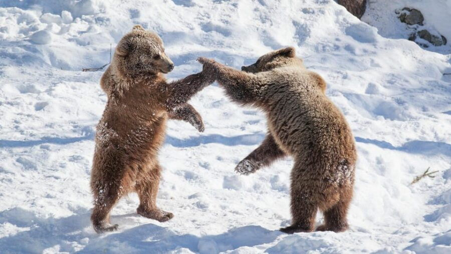 From Rovaniemi: Visit Wildlife Park in Ranua - What to Expect on the Ranua Wildlife Park Tour