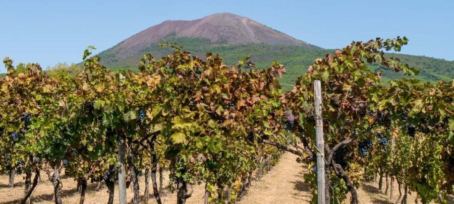 From Salerno: Pompeii and Vesuvius Winery Private Tour - Who Is This Tour Best For?