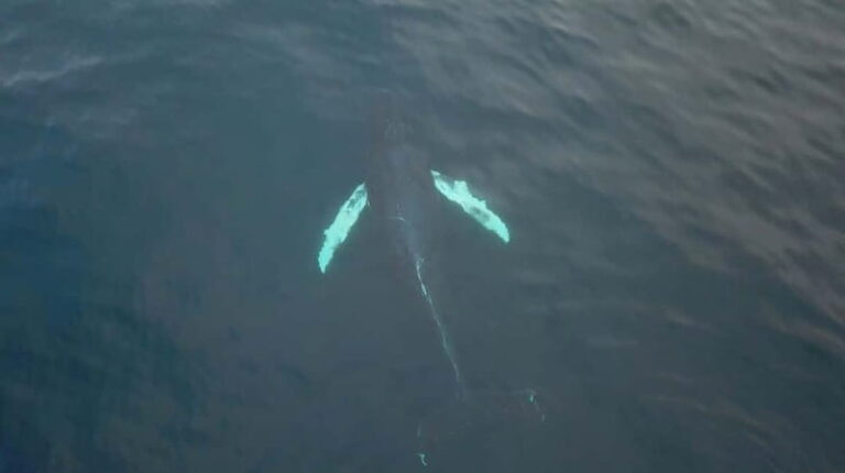From Tromsø: All-Inclusive Whale & Orca Safari