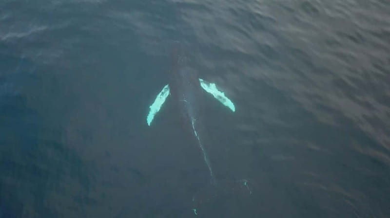 From Tromsø: All-Inclusive Whale & Orca Safari - Introduction: What Makes This Tour Stand Out