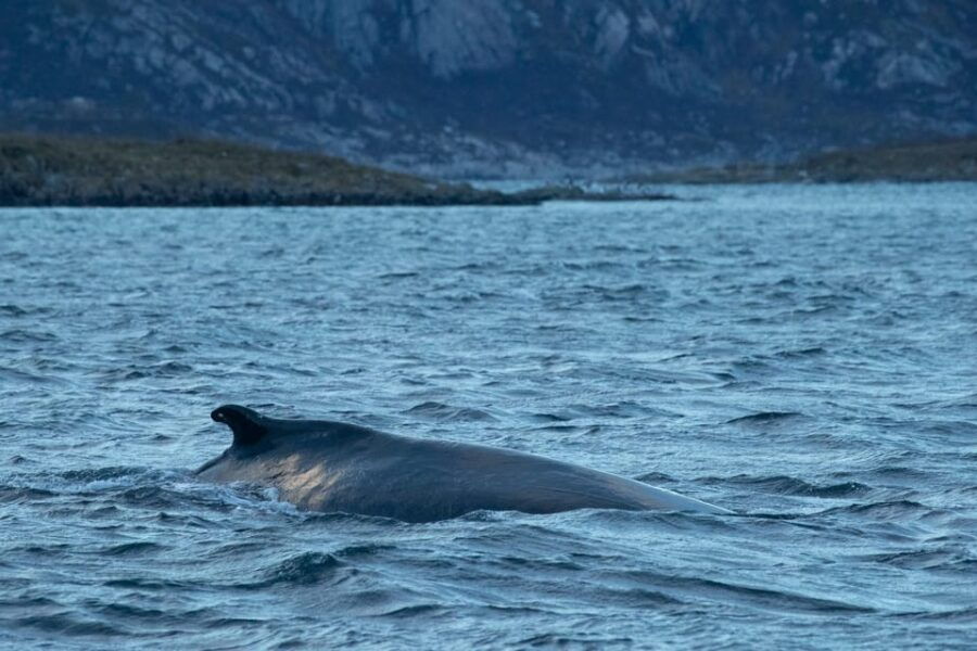 From Tromsø: Whale Watching RIB Safari at Skjervøy - The Journey Begins: From Tromsø to Skjervøy
