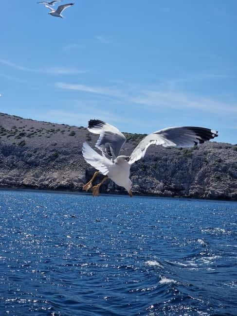 Full day boat-trip Medulin, blue Cave, Cres + dolphin search