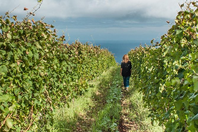 Full-Day Madeira Wine Tasting Tour with Lunch - Practical Details & What You Can Expect