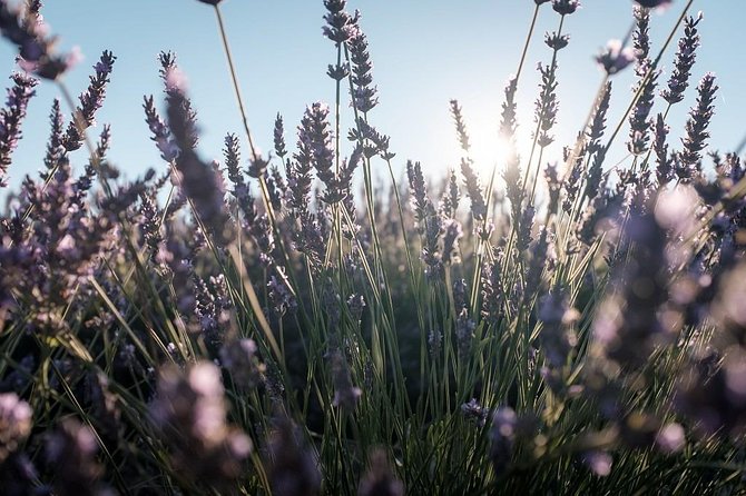 Full Day Ocean of Lavender in Valensole from Avignon - An In-Depth Look at the Tour Itinerary