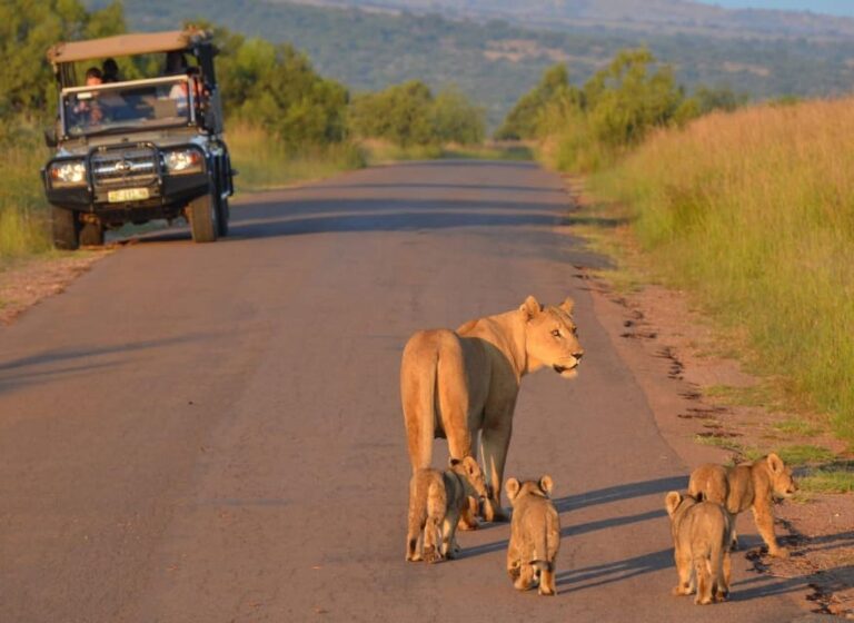 Full-Day Pilanesberg Safari from Sun City