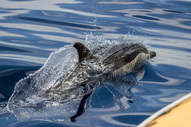 Full-Day Whales & The Princess Ring Islet (incl. Lunch)