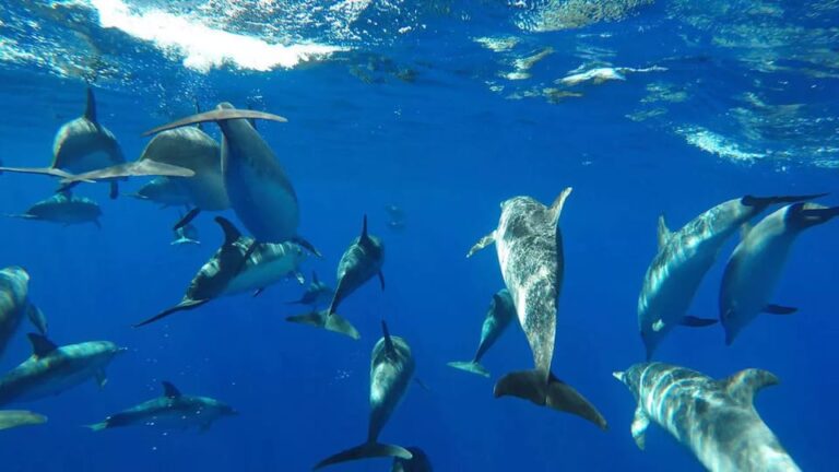 Funchal: Whale Watching and Swimming with Dolphins Cruise