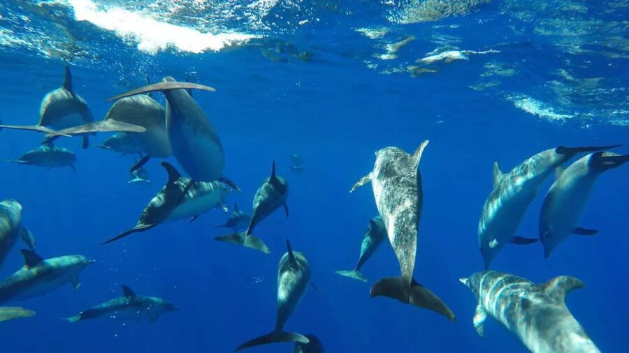 Funchal: Whale Watching and Swimming with Dolphins Cruise - The Itinerary Breakdown