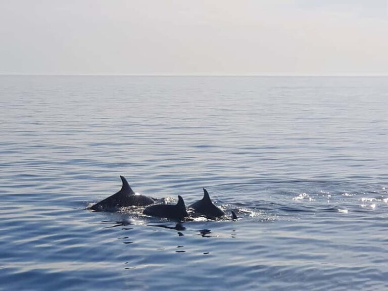 Funtana,Vrsar: Dolphin watching at sunset,drinks included