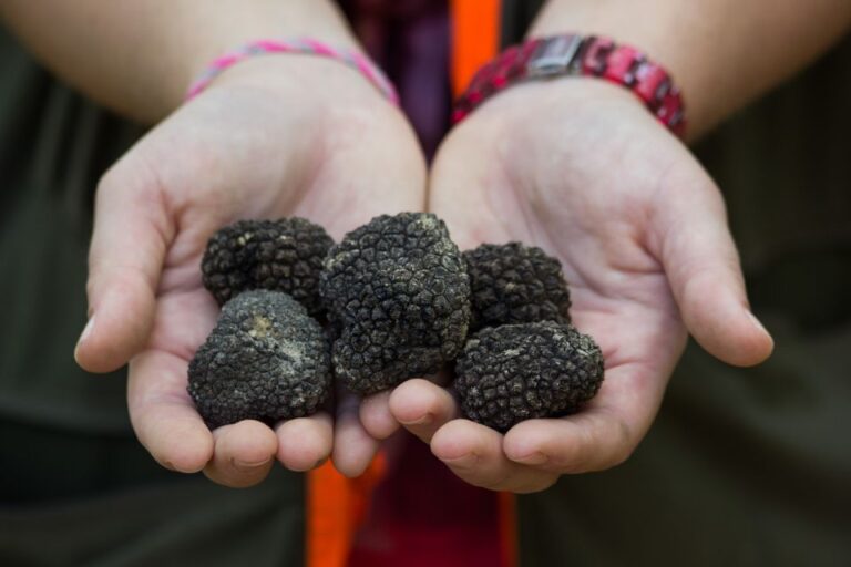 Gaon – Istria: Truffles Hunting & Cooking & Tasting