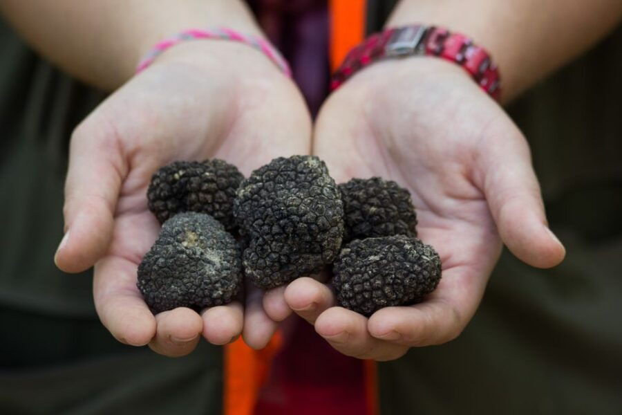 Gaon - Istria: Truffles Hunting & Cooking & Tasting - An In-Depth Look at the Tour Experience