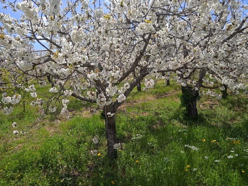 Gioia: E-Bike Ride and Cooking Class in Countryside - Experience Breakdown: What to Expect from Start to Finish