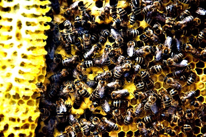 Give Bees a chance!
