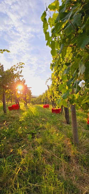 Gorika Brda: Wine Walk and Tasting - Exploring the Vineyards of Brda: An Intimate Journey into Slovenian Wine