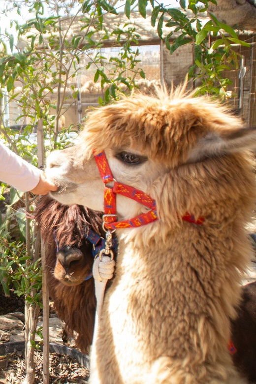 Gozo Alpaca Walks : with feeding and farm visit