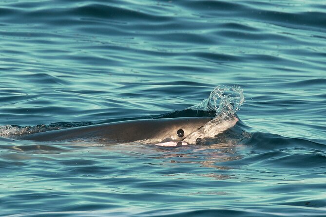 Great White Sharks Topside in Monterey Bay - The Experience: What to Expect on Your Monterey Bay Shark Tour