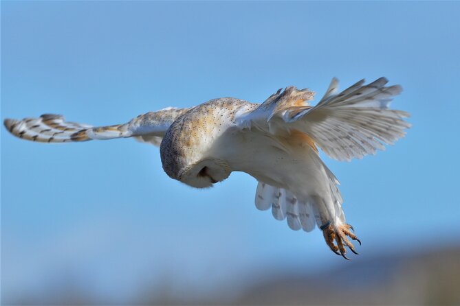 Guided Tour of Aillwee Cave and Visit to the Birds of Prey Centre - Exploring the Aillwee Cave: Underground Wonder