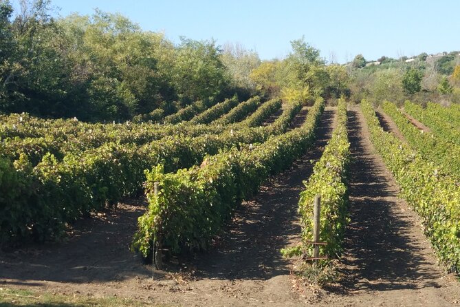 Guided Tour Of An Old Winery with Tasting from Alicante and Elche - Why This Tour Offers Great Value