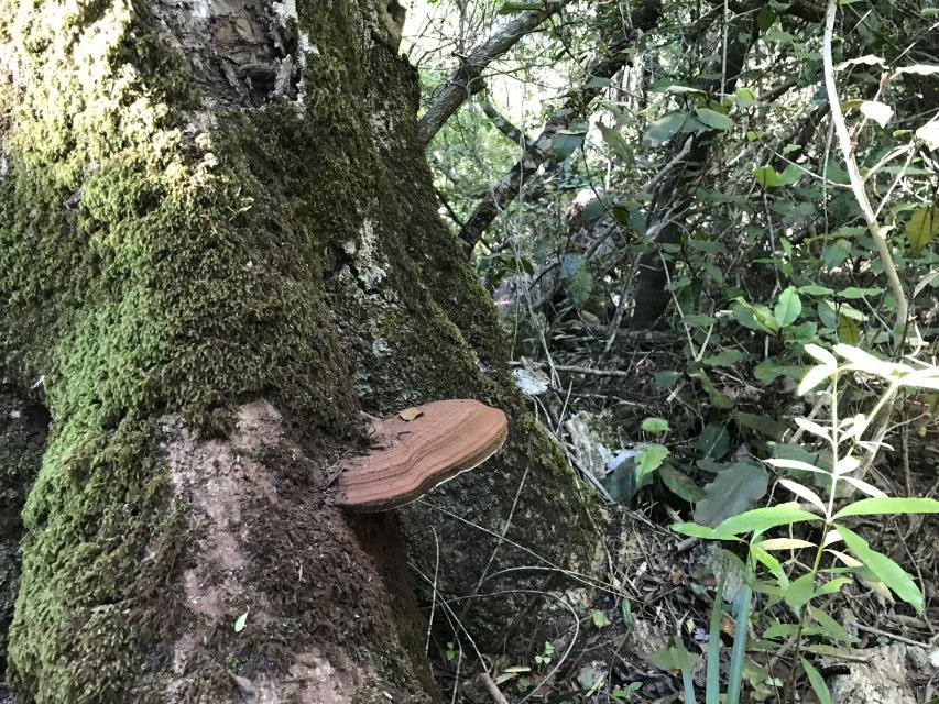 Guided Wildlife Tour and Forest Walk with Lunch Platter - A Deep Dive into the Experience