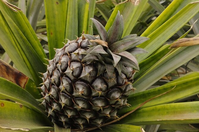 Half Day Fire Lake and Pineapple Farm Tour in Sao Miguel with Tea