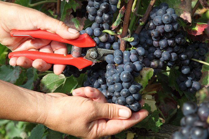 Half Day Grape Harvest Experience with Tasting in Epernay