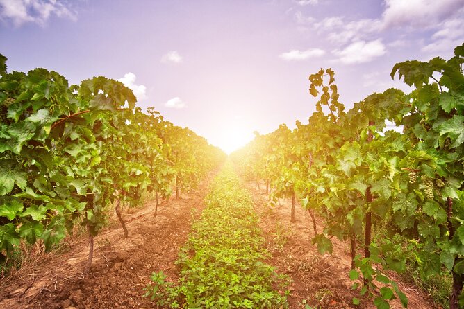 Half-Day Private Niagara County Wine Tour Experience - What to Expect at the Wineries