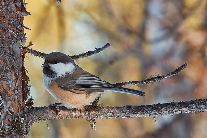 Half day Wildlife and Nature Photography