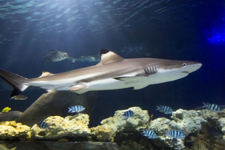 Hanover: SEA LIFE Entry Ticket