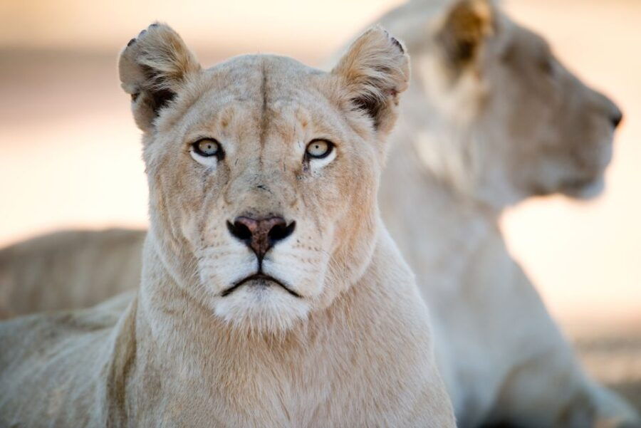 Hartbeespoort: Lion and Safari Park Tour - Good To Know