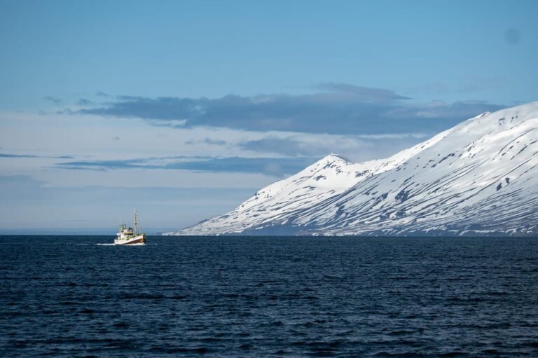 Hauganes: Whale Watching North Iceland