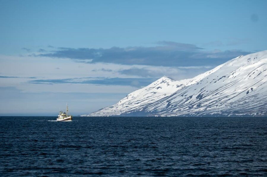 Hauganes: Whale Watching North Iceland - The Experience in Detail