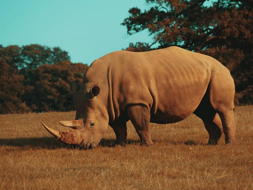 Hazyview: Kruger National Park Full-Day Safari - The Experience: What to Expect from This Full-Day Safari