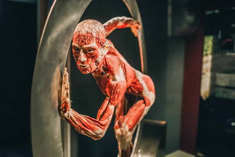 Heidelberg: BODY WORLDS Museum Entry Ticket - What to Expect at Heidelberg’s BODY WORLDS Museum