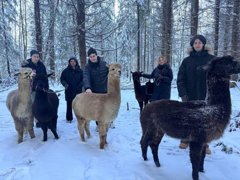 Helsinki: Alpaca Farm Tour with Guided Walk (private)