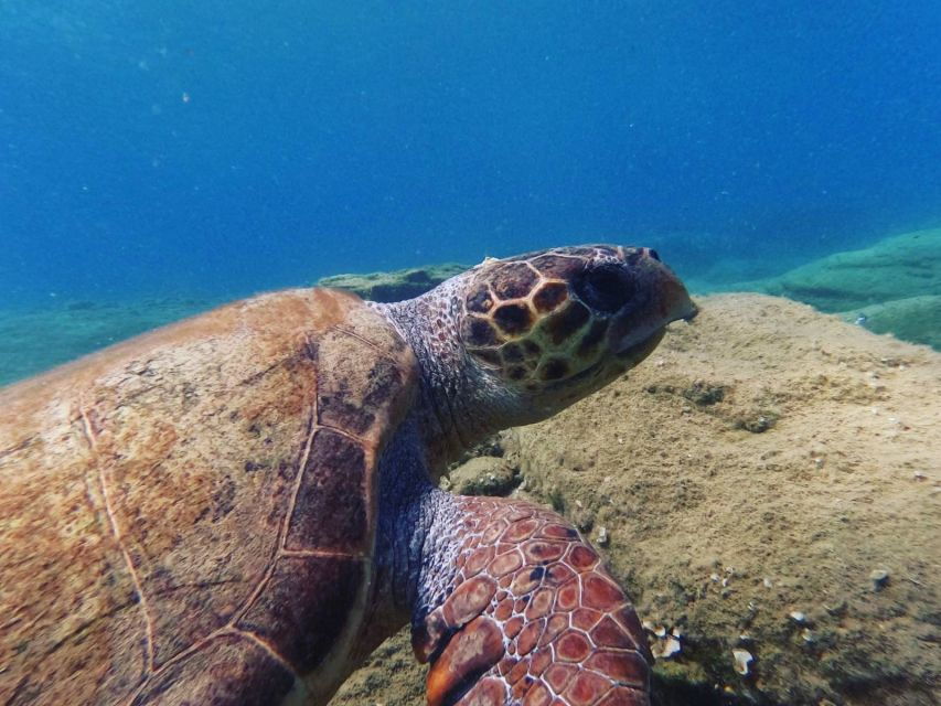 Heraklion: Beginner's intro dive w/2 Dives with transfer. - Exploring Crete’s Underwater World in Agia Pelagia