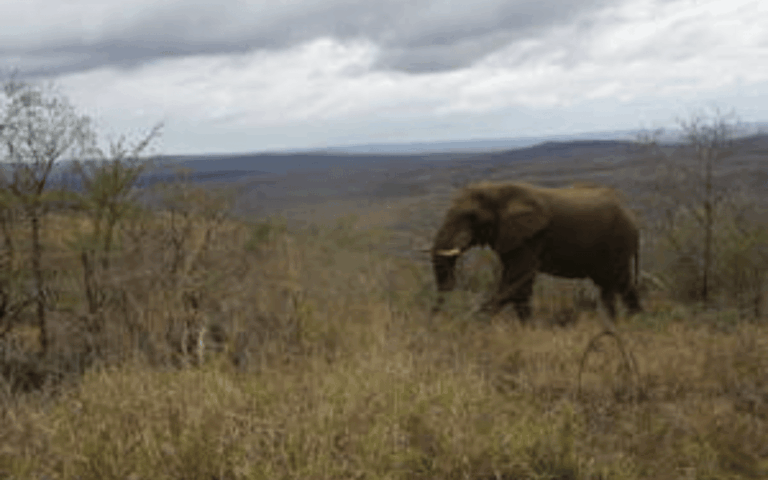 Hluhluwe-iMfolozi Park Big 5 Family Safari Experience