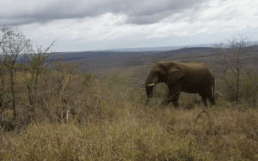 Hluhluwe-iMfolozi Park Big 5 Family Safari Experience - A Complete Look at the Hluhluwe-iMfolozi Park Big 5 Family Safari