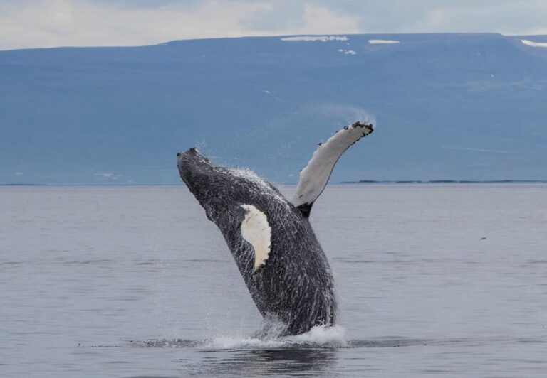 Hólmavík: Whale Watching Tour