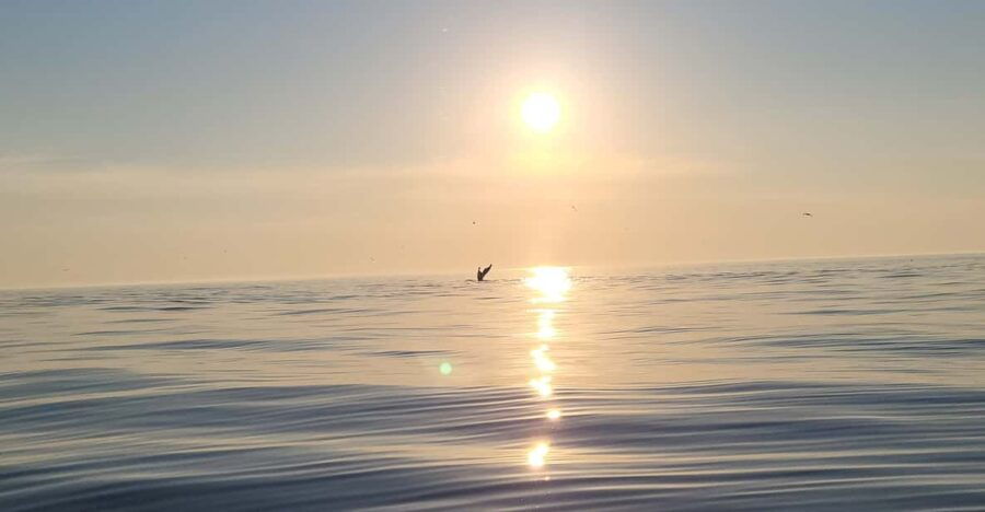 Honningsvåg: North Cape King Crab & Arctic Wildlife Safari - An In-Depth Look at the Arctic Journey