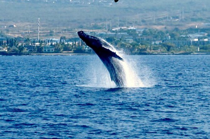 Humpback Whale Watching in Kailua-Kona Hawaii - Authentic Insights from Recent Reviewers