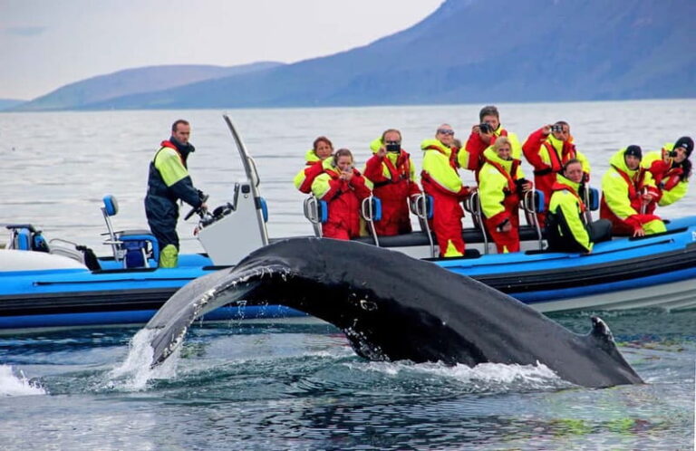 Húsavík: Original Big Whale Safari & Puffins by Speedboat