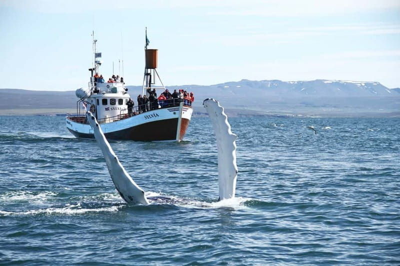 Húsavík: Traditional Whale Watching by Local Family Company - A Deep Dive into the Experience
