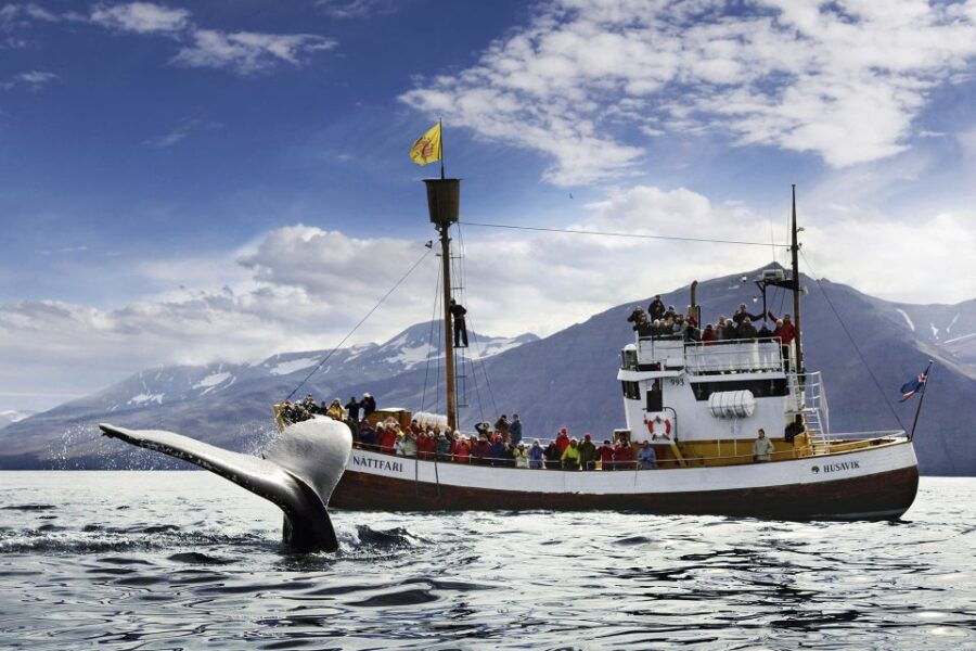 Húsavík: Whale-Watching Cruise and Puffins Guided Tour - Setting the Scene: What You Get with This Tour