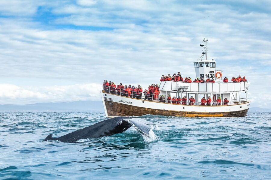Husavik: Whale Watching on a Carbon Neutral Oak Boat - The Authentic Whale Watching Experience