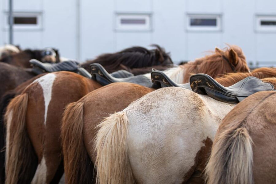 Hveragerdi: Countryside Charm Horse Riding Tour - What to Expect from the Icelandic Countryside Horseback Ride